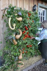 Prepper Garden Build A Vertical Garden In Small Space Back40